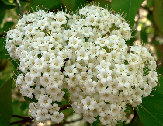 {Viburnum prunifolium}